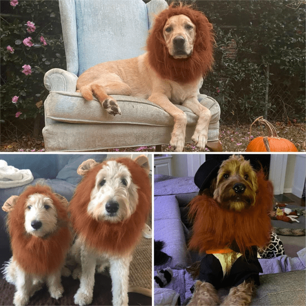 Lion Mane for Dog Costumes, Dog Lion Mane, Realistic Lion Wig for Medium to Large Sized Dogs, Large Dog Halloween Costumes, Lion Mane for Dog， Halloween Costumes for Dogs (Dark Brown) - Image 8