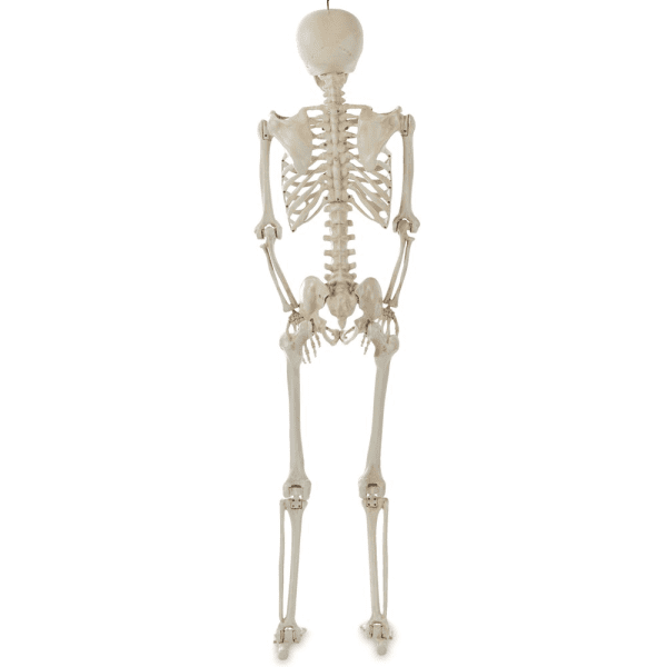 WAY to CELEBRATE! Halloween Hanging Posable Skeleton Decoration, 5' - Image 3