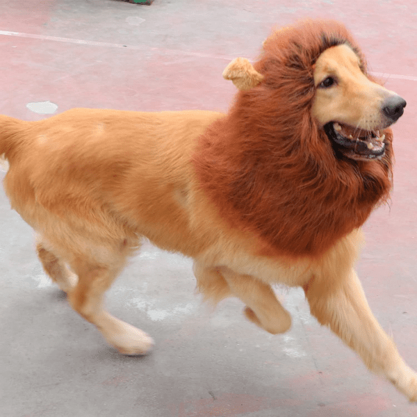 Lion Mane for Dog Costumes, Dog Lion Mane, Realistic Lion Wig for Medium to Large Sized Dogs, Large Dog Halloween Costumes, Lion Mane for Dog， Halloween Costumes for Dogs (Dark Brown) - Image 6